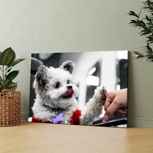 Картина на холсте (Маленькая белая собака) 60x80 см. Интерьерная, на стену.