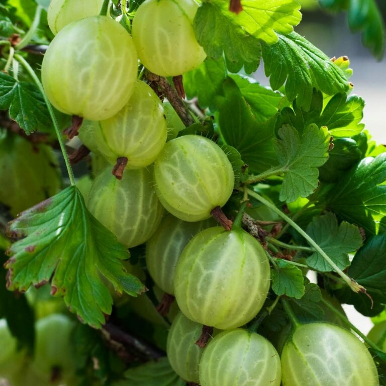 Саженцы Крыжовник Изумруд (зеленый, колючий) (2 года, С2, 20-40 см)