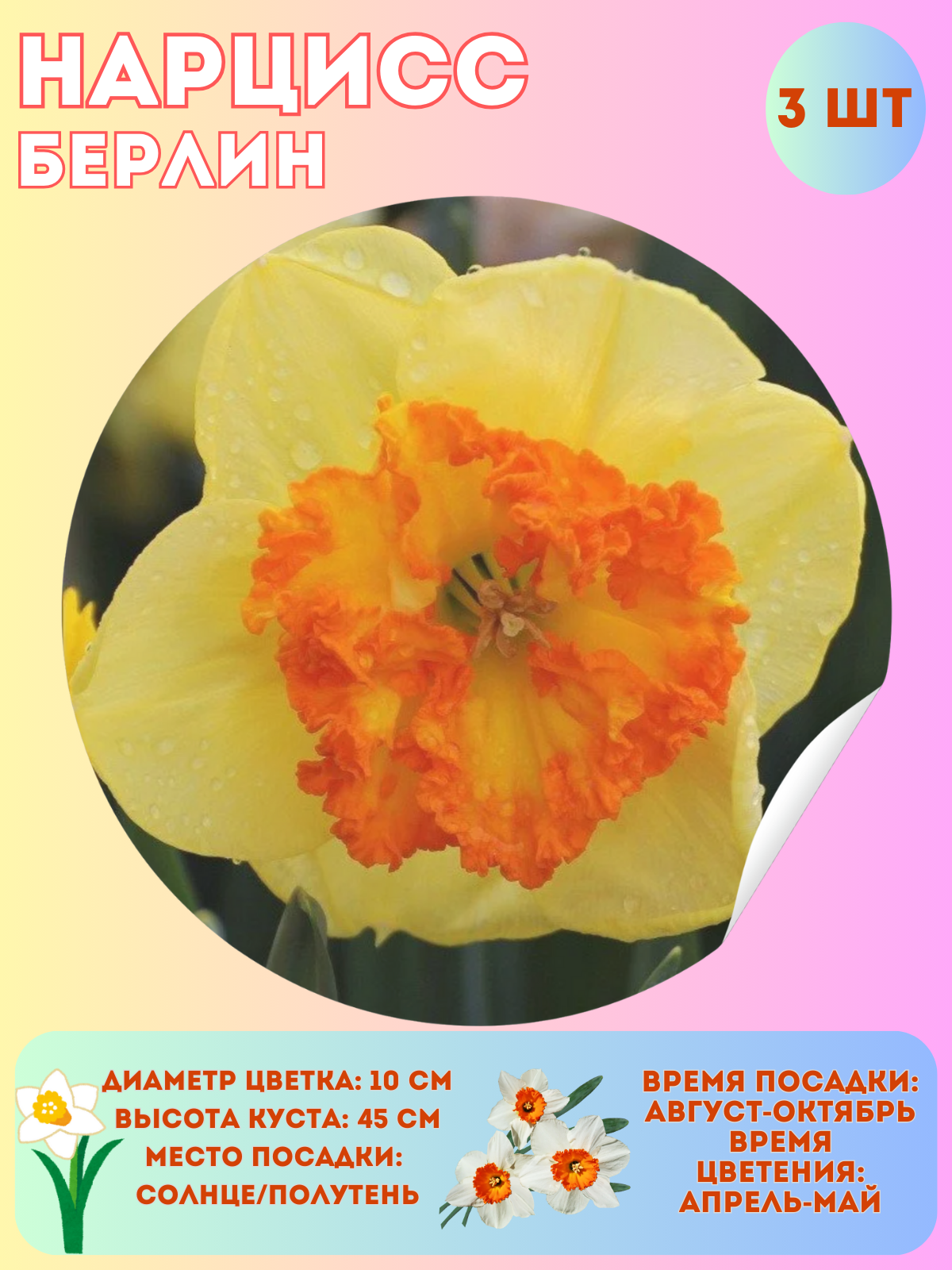 Нарцисс Берлин многолетние цветы луковицы 3 шт