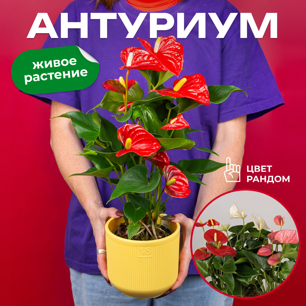 Антуриум высота 40см в кашпо Росси 1.9л d14 см цвет желтый