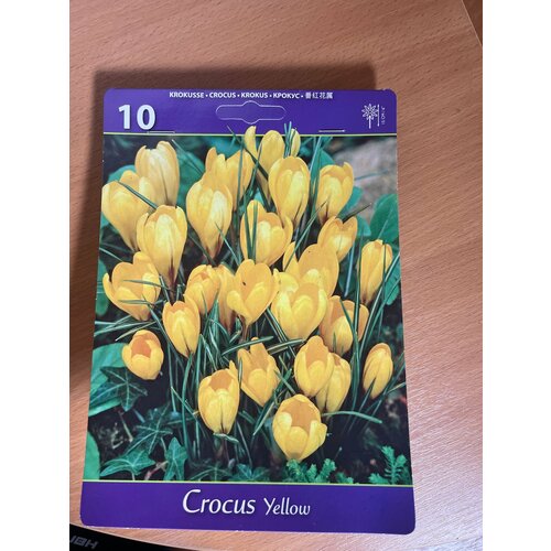 Крокусы Желтый луковицы