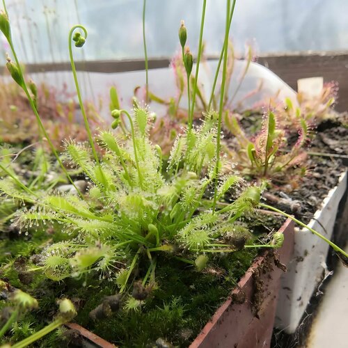 Семена Мухоловка Росянка INTERMEDIA ALL GREEN 10+ шт (Drosera Intermedia All Green), хищное растение, поедающее мух