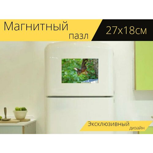 Магнитный пазл Белка, грызун, дубовый котенок на холодильник 27 x 18 см.