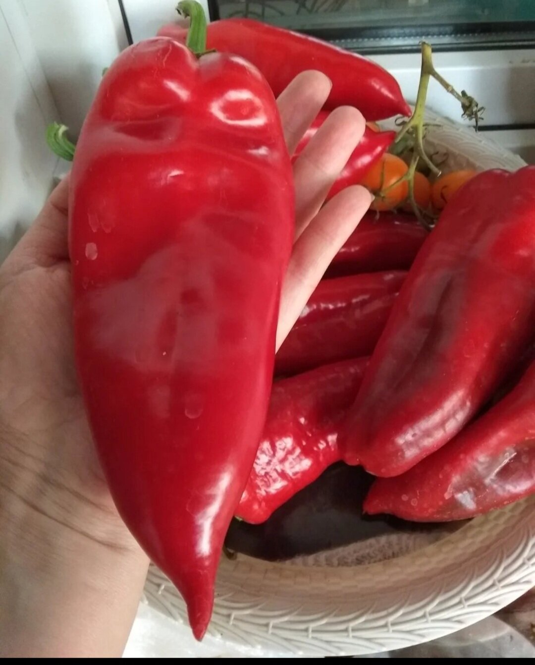 Перец сладкий Флавий F1 купить в интернет-магазине * bigsad