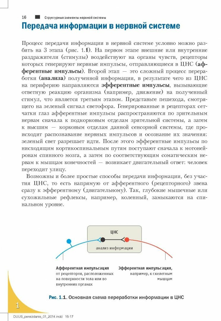 Топический диагноз в неврологии по Петеру Дуусу. Анатомия. Физиология. Клиника - фото №7