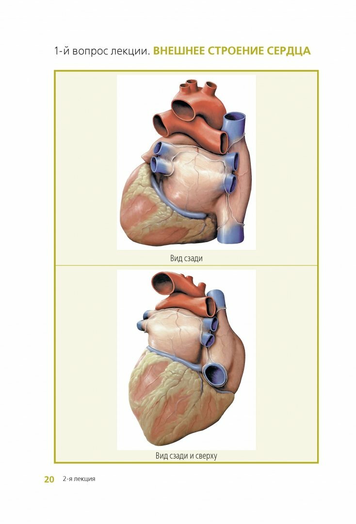 Клиническая анатомия сердца. Иллюстрированный авторский цикл лекций - фото №8