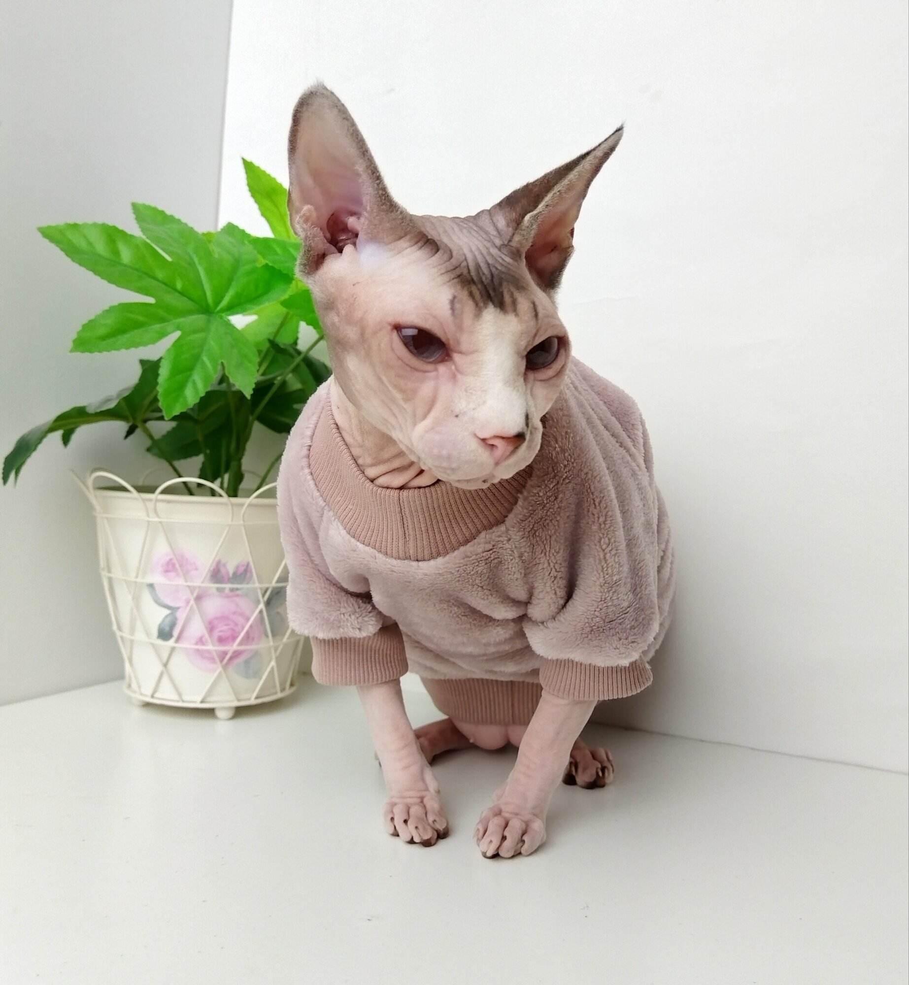 Толстовка, свитер, шуба для кошек сфинкс, размер 35 (длина спины 35см), цвет пыльная роза/ одежда для кошек сфинкс / одежда для животных - фотография № 8