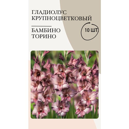 луковицы гладиолус бамбино васто 10 12 3шт Гладиолус крупноцветковый Бамбино Торино, луковицы многолетних цветов