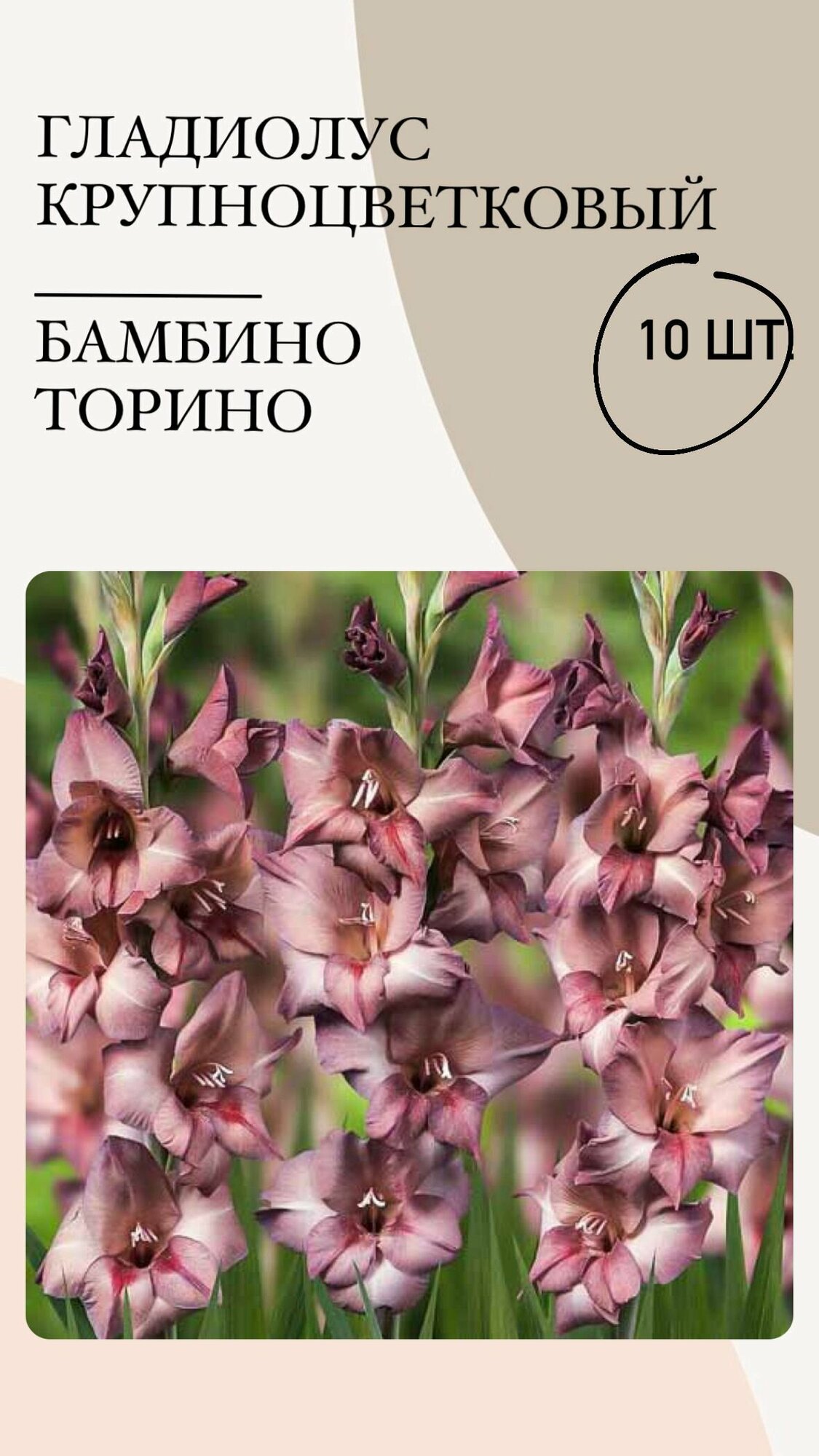 Гладиолус крупноцветковый Бамбино Торино, луковицы многолетних цветов