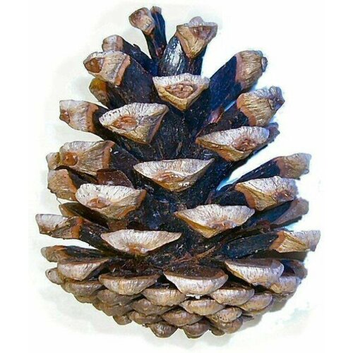 DECO NATURE PINE CONES - Сосновые шишки , УТ000031111 (1 шт)