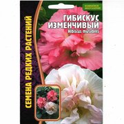 Гибискус изменчивый/ Hibiscus mutabilis, комнатный многолетник ( 1уп: 10 семян )