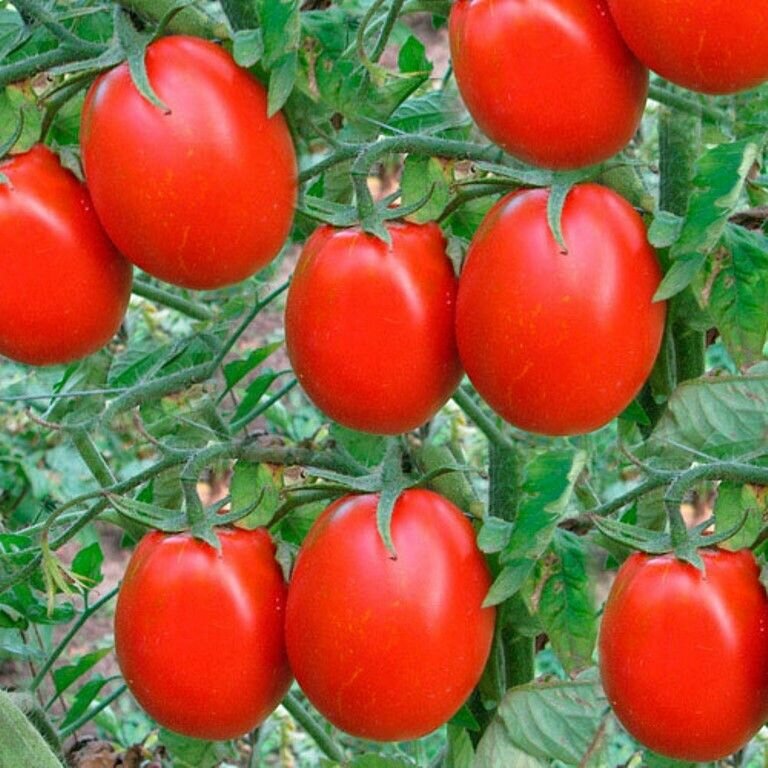 Коллекционные семена томата Новичок