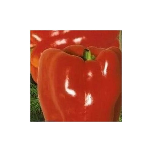 Коллекционные семена перца сладкого Толстый барон