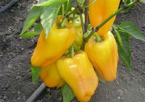 Коллекционные семена перца сладкого Желтый колокол