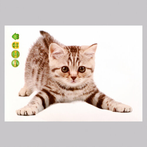 SUI Наклейка 3Д интерьерная Котик 2921см 312₽