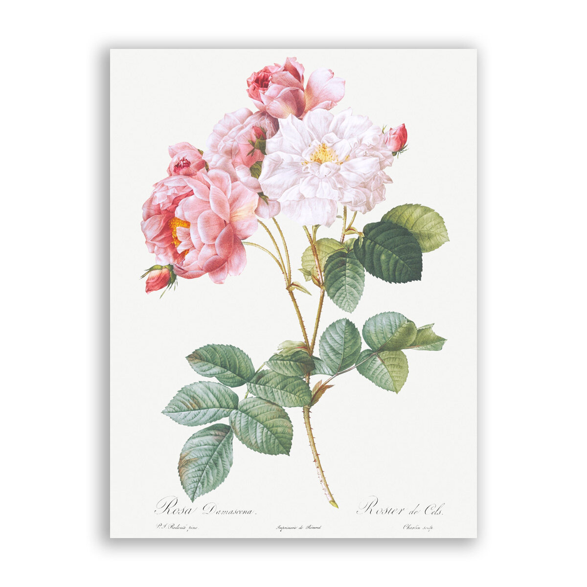 Картина на холсте, репродукция / Пьер-Жозеф Редуте - Rosa x damascena, Rosebush / Размер 30 x 40 см