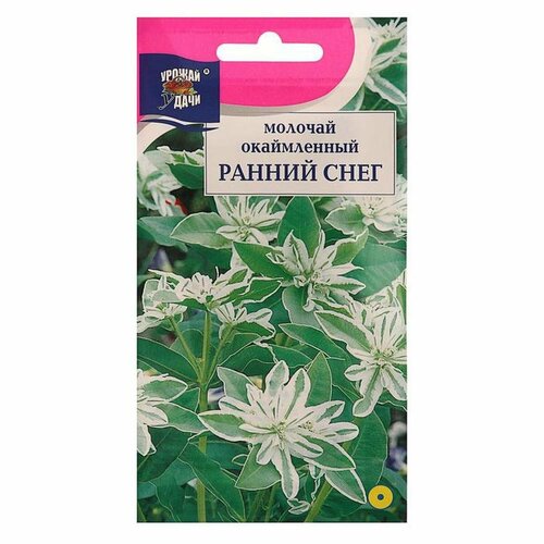 Семена цветов Молочай окаймленный Ранний снег, 0,2 г, 3 упак. семена цветов цв молочай окаймленный ранний снег 0 2 гр 5шт