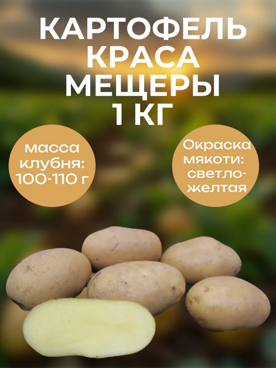 Картофель семенной сорт Краса Мещеры 1 кг