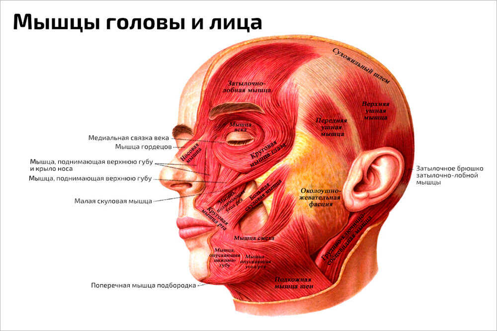 Плакат Квинг Мышцы головы и лица ламинированный 457×610 мм ≈ (А2)
