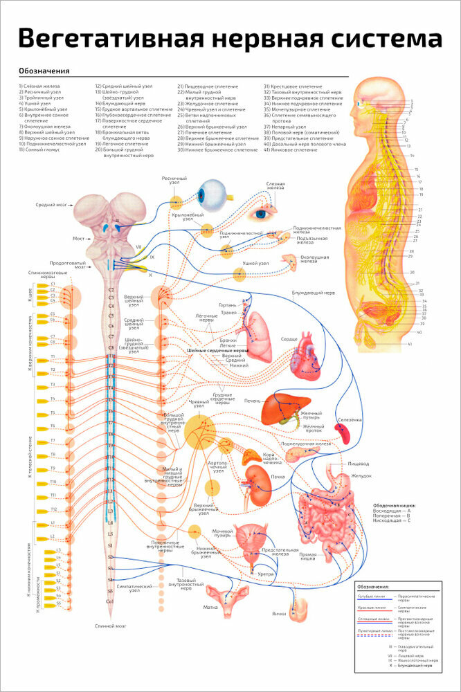 Плакат Квинг Вегетативная нервная система ламинированный 457×610 мм ≈ (А2)