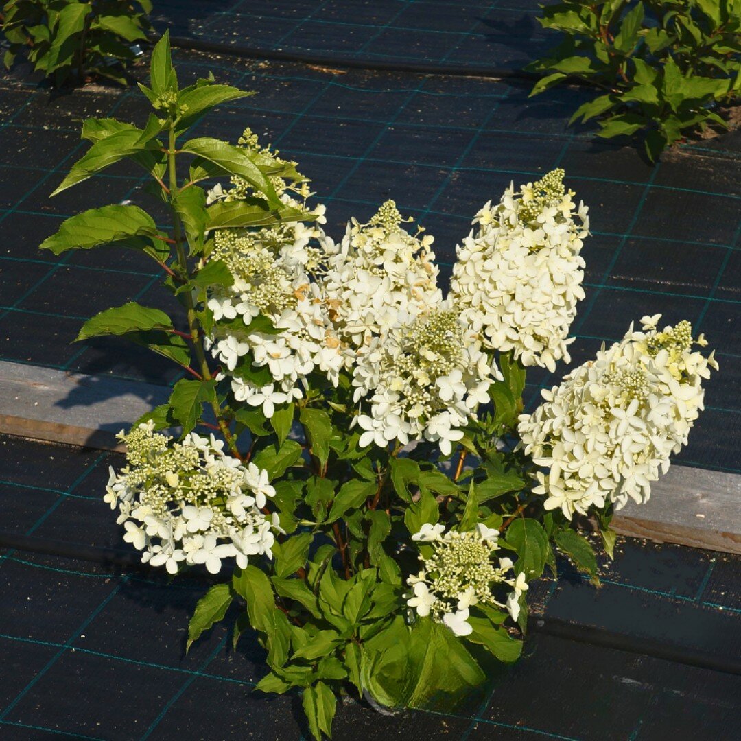 Гортензия метельчатая Долли (Szkolka roslin A.M (Польша)), 1 саженец в горшке 15-20 см