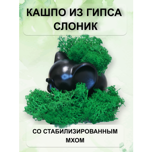 Мини кашпо Слоник, черный, со стабилизированным мхом