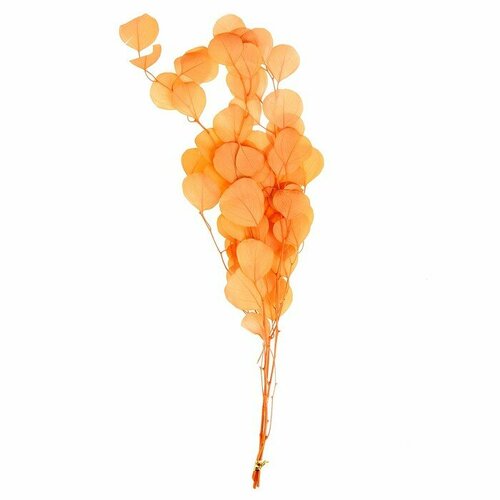 SUI Сухоцвет персикого дерева 50 г длина 70 см цвет нежно-розовый 1183₽