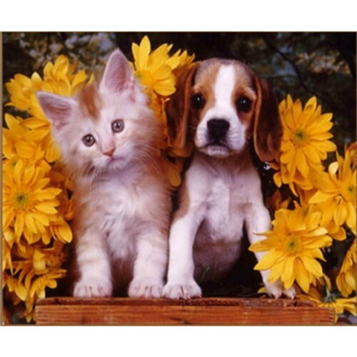 Алмазная картина 40х50 Кошечка и собачка с подрамником полная выкладка в коробке