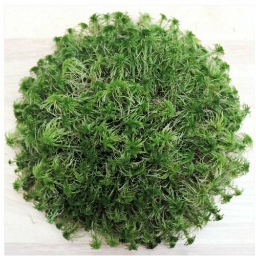 DECOTOP Sphagnum Top - Мох сфагнум для террариумов и флорариумов, верхушки 10 см, 100 г/1 л