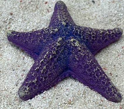 Grotaqua Цветной коралл фиолетовый Звезда средняя, 9*9*2 см