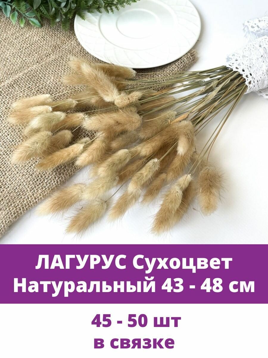 Лагурус, сухоцвет натуральный, сухоцветы для декора, связка 45-50 шт, 43-48 см