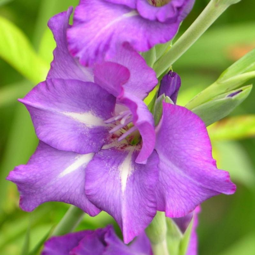 Гладиолус Блю Айл 5 шт