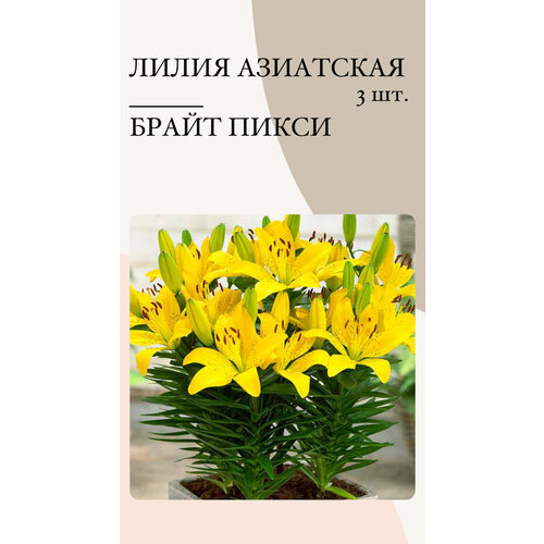 Лилия БрайтПикси, луковицы многолетних цветов