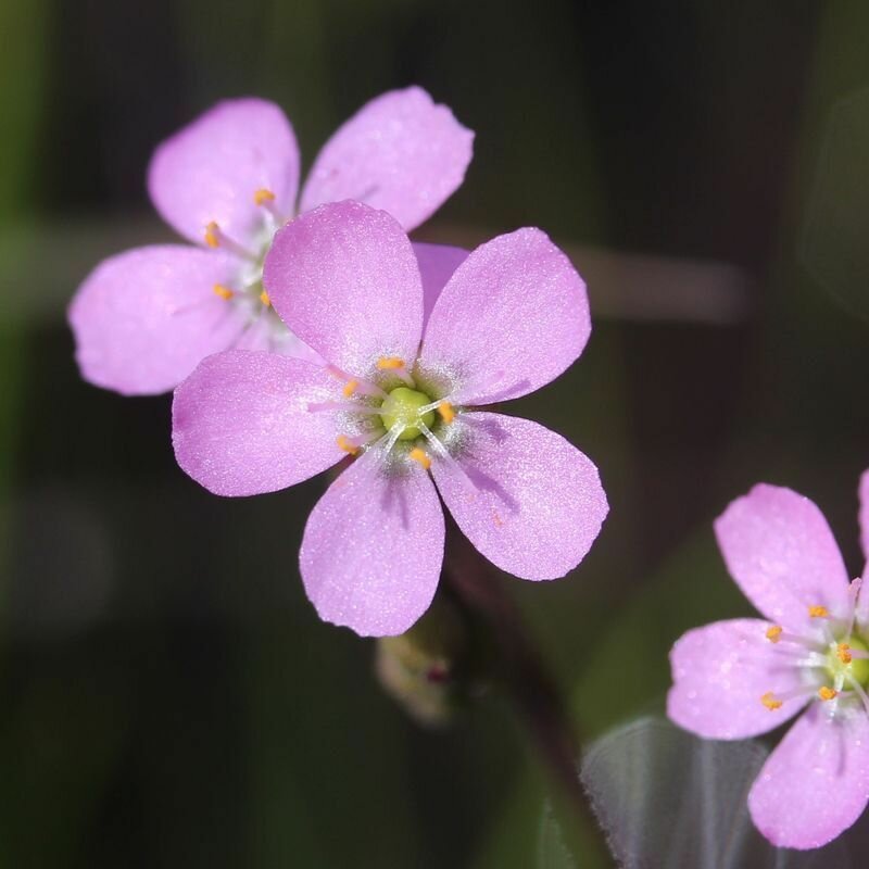 Семена Мухоловка Росянка, Drosera Tokaiensis 10+ шт, хищное растение, поедающее мух — фото 1