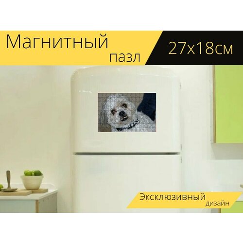 Магнитный пазл Шитцу, мальтийский, собака на холодильник 27 x 18 см.