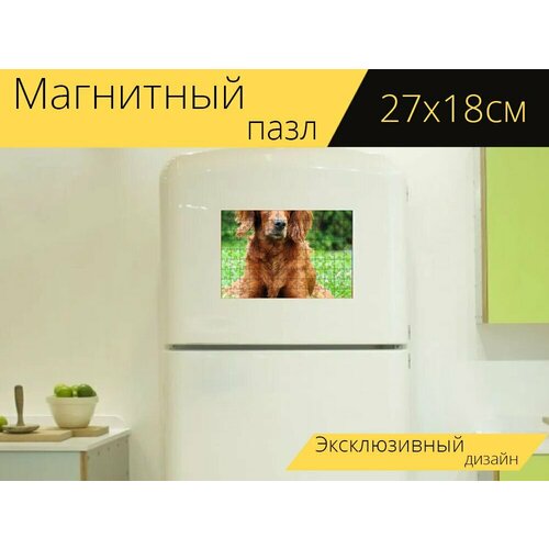 Магнитный пазл Собака, портрет, ирландский сеттер на холодильник 27 x 18 см. магнитный пазл собака ирландский сеттер красный на холодильник 27 x 18 см