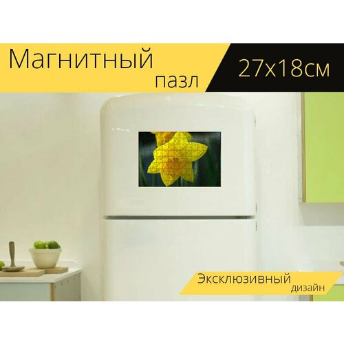 Магнитный пазл Новый daffodil, желтый цветок, нарцисс желтый на холодильник 27 x 18 см.