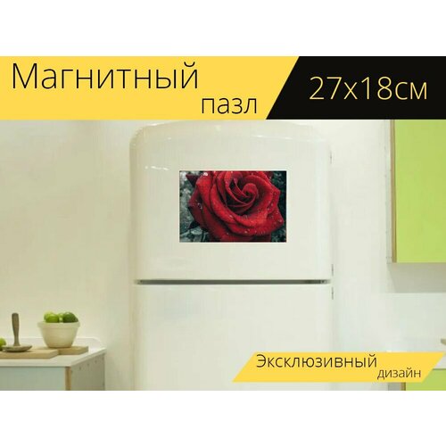 Магнитный пазл Роза, цветок, капли росы на холодильник 27 x 18 см.