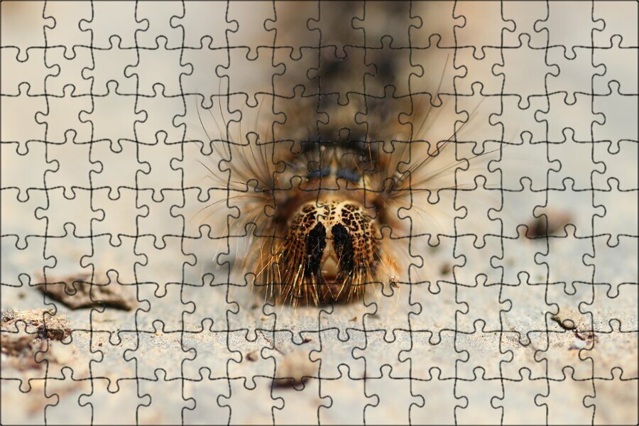 Магнитный пазл "Непарный шелкопряд гусеница, непарный мотылек, гусеница" на холодильник 27 x 18 см.