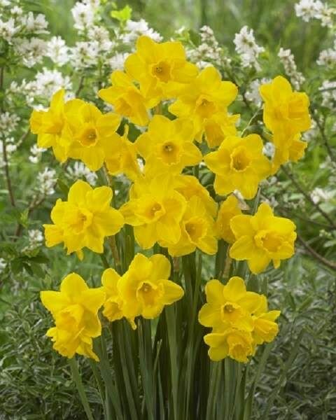 Нарцисс Куэйл 10шт.