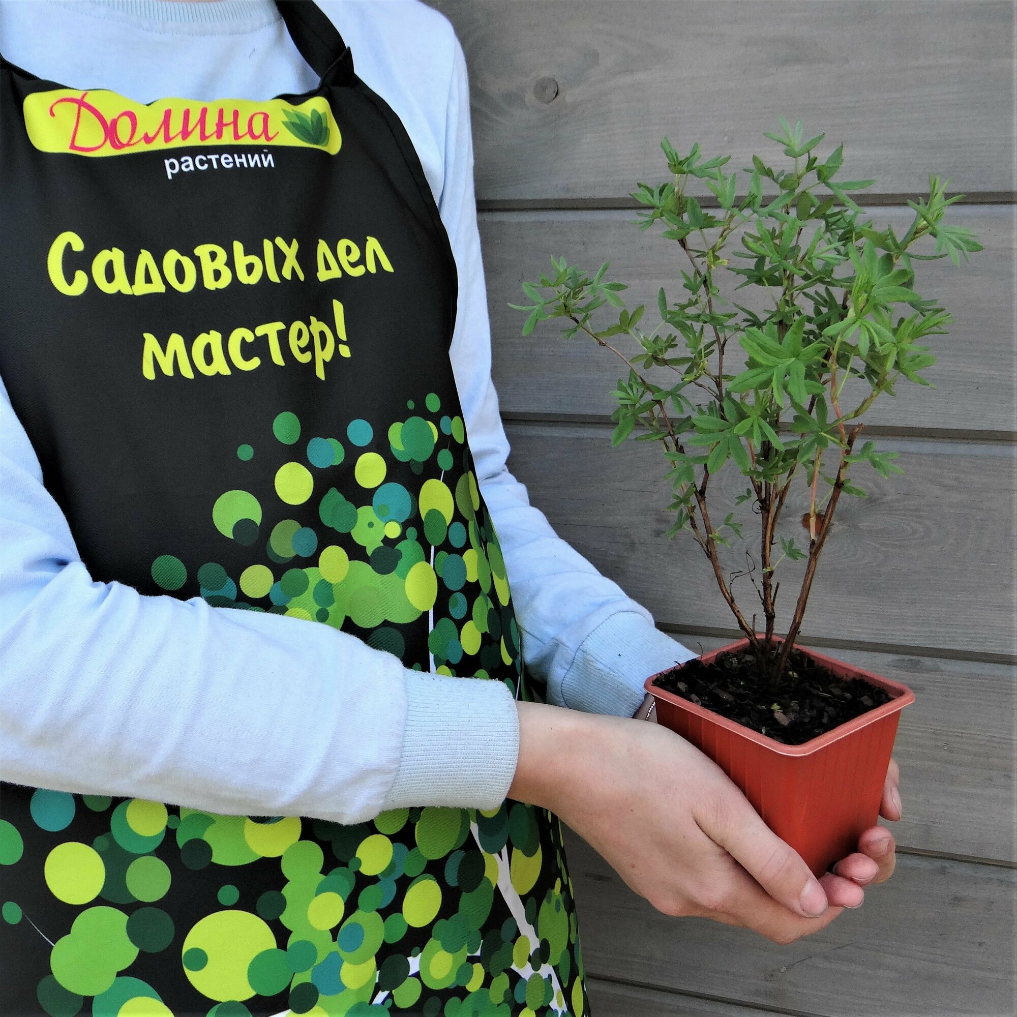 Изображение Лапчатка кустарниковая Хакманс Гигант (Szkolka roslin A.M (Польша)), 1 саженец в горшке 15-20 см