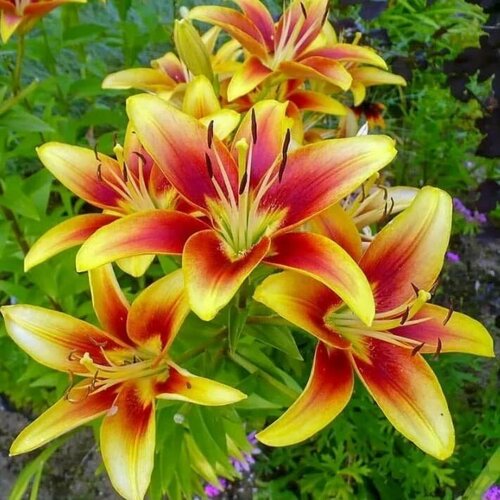 Лилия Авалон сансет (1 луковица). Holland Bulbs (Голландия)