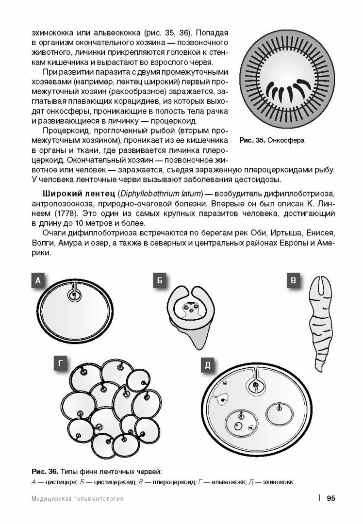 Медицинская паразитология (Мяндина Галина Ивановна, Тарасенко Екатерина Владимировна (художник)) - фото №13