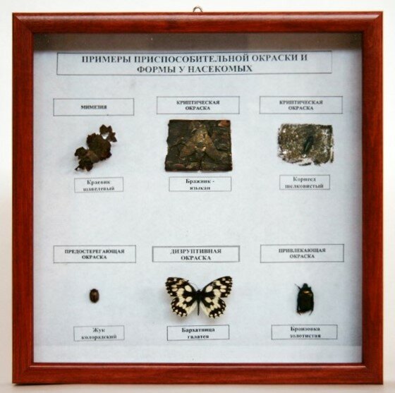 Коллекция "Примеры приспособительной окраски и формы у насекомых"