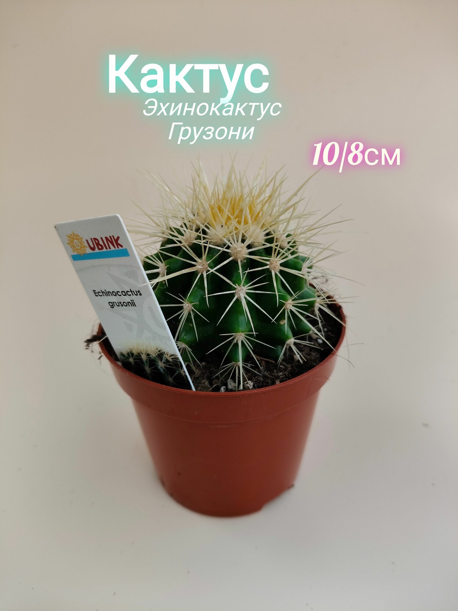 Кактус Эхинокактус Грузони (Золотой Бочонок) Комнатное Растение в Горшке Суккулент
