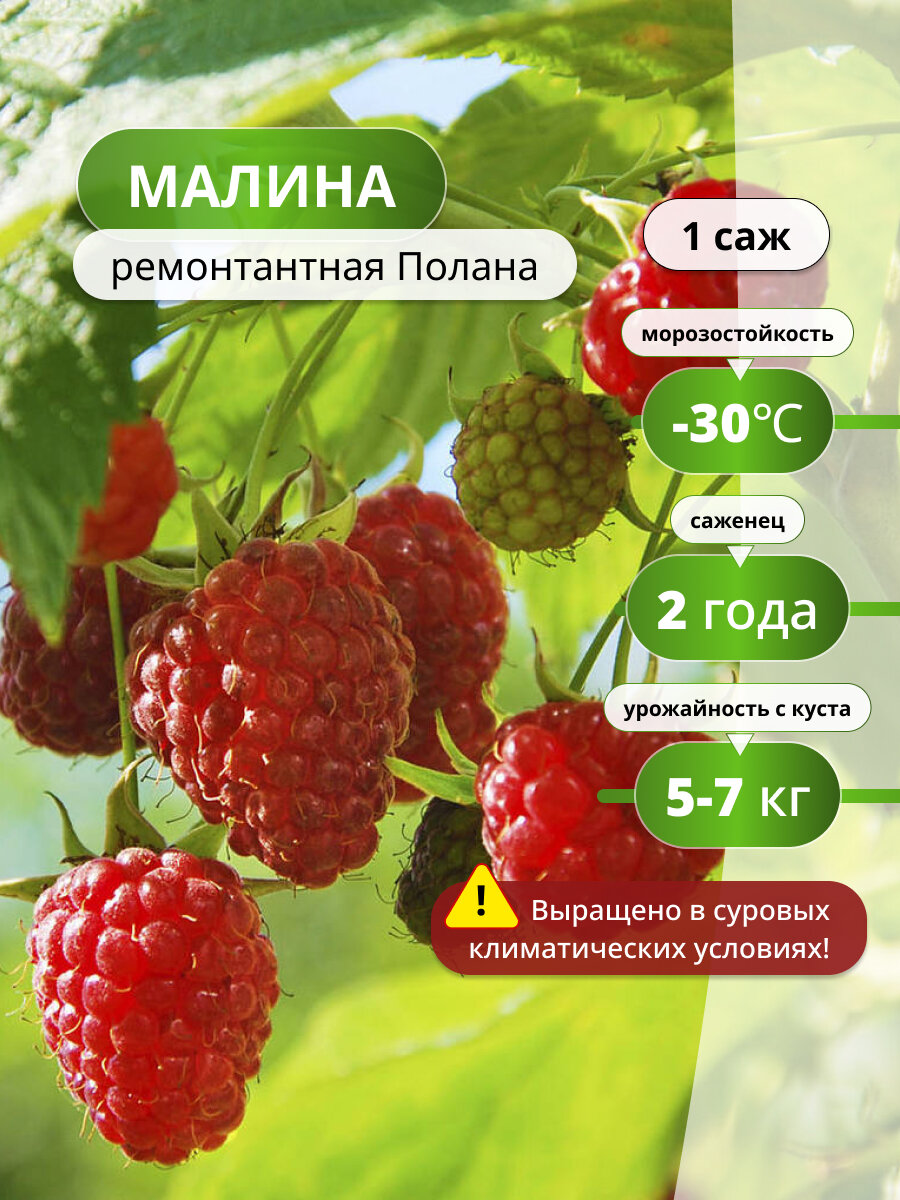 Малина ремонтантная "Полана", высота 40 см, урожай 2 раза в год , упаковка 1 шт