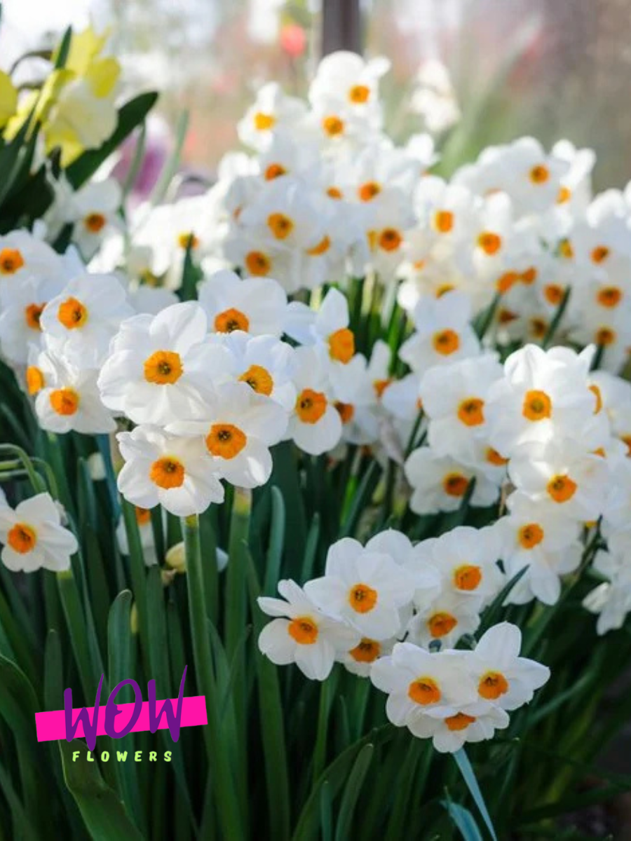 Луковицы цветов  WOW FLOWERS  Нарцисс Капити Пич ( 3 штуки )