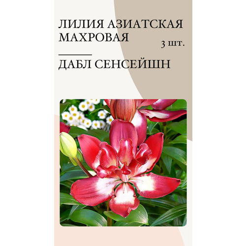 Лилия Дабл Сенсейшн, луковицы многолетних цветов