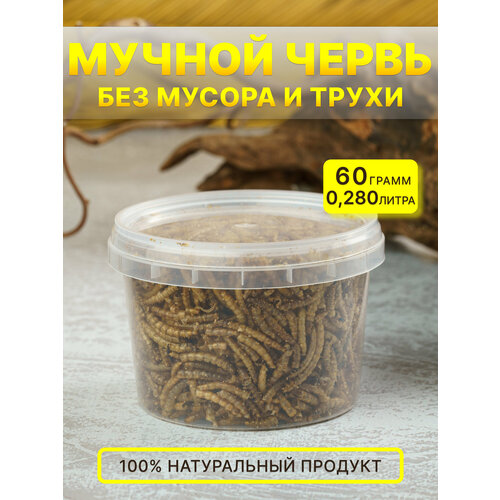 Лакомство мучной червь для грызунов лакомство для грызунов