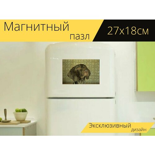 Магнитный пазл Портрет, собака, курцхаар на холодильник 27 x 18 см.